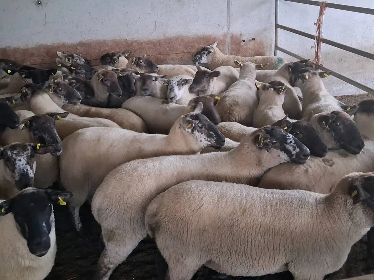 42 SPECKLED HOGGET EWES FOR SALE - Image 4