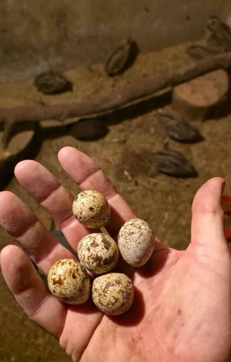 Quails - Image 2
