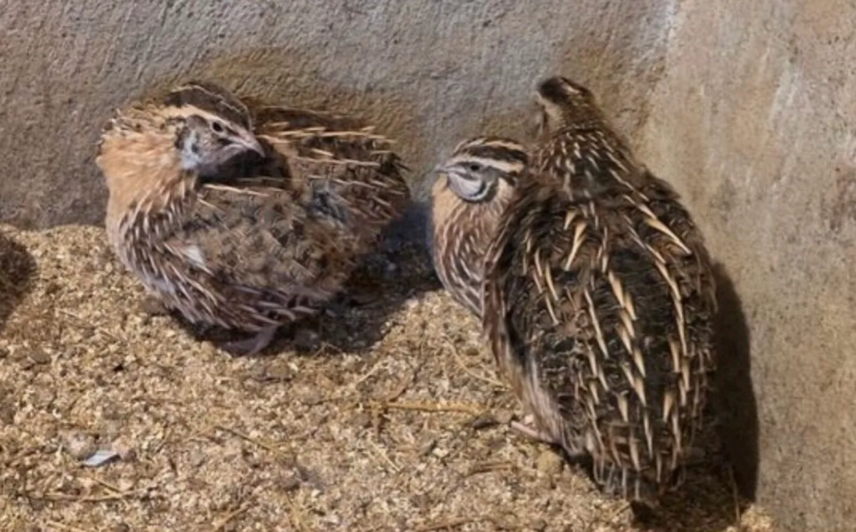 Quails - Image 3