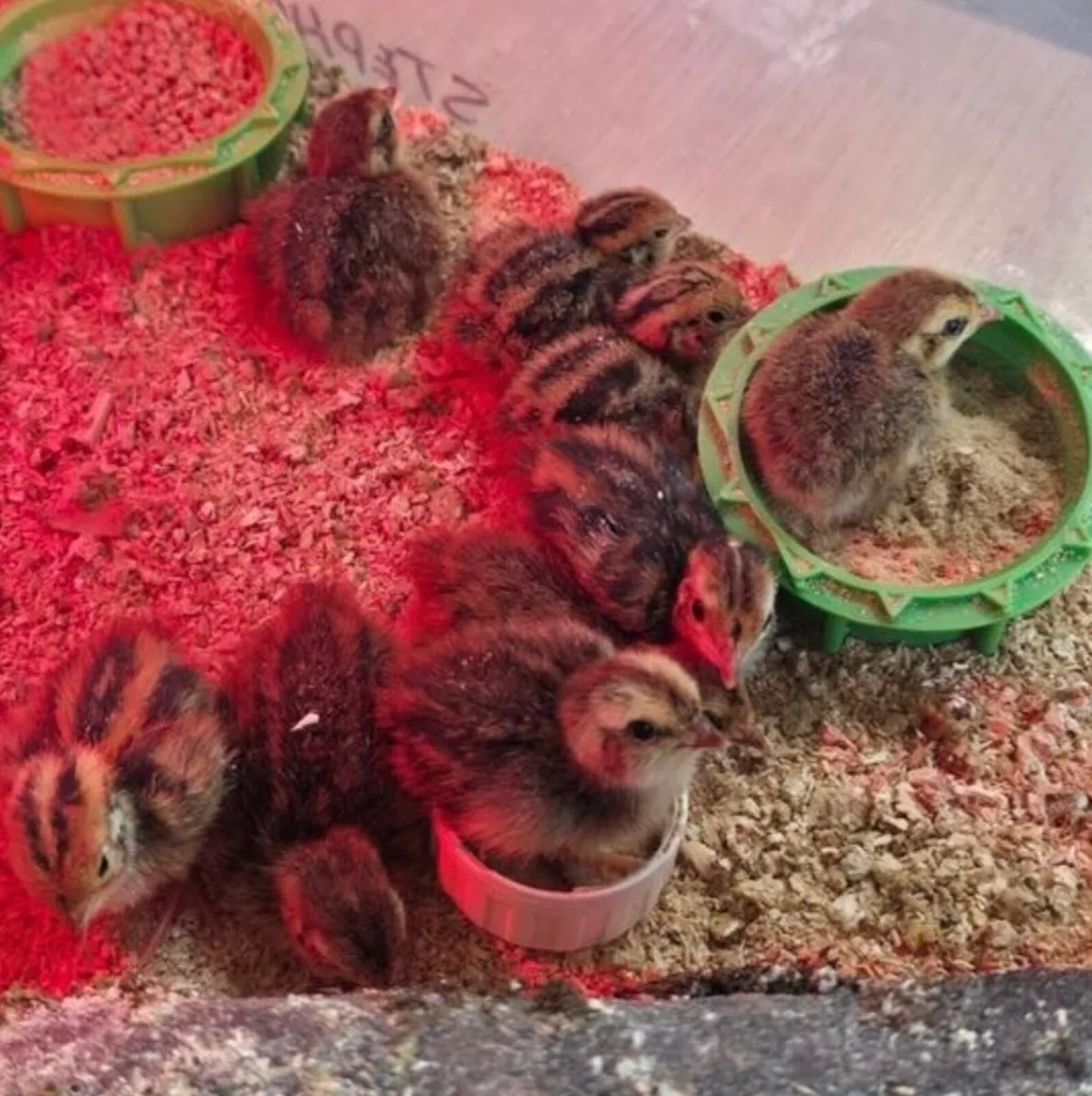 Quails - Image 4
