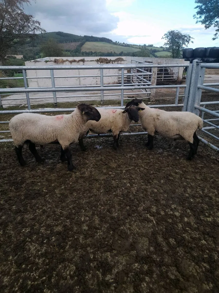 Suffolk rams - Image 2