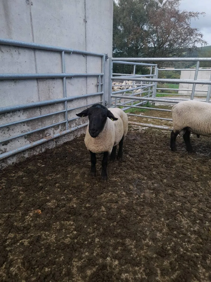 Suffolk rams - Image 3