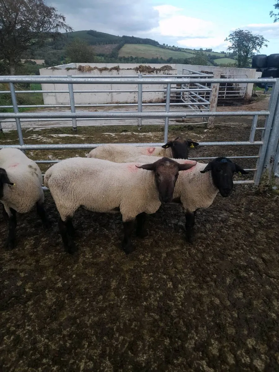 Suffolk rams - Image 4