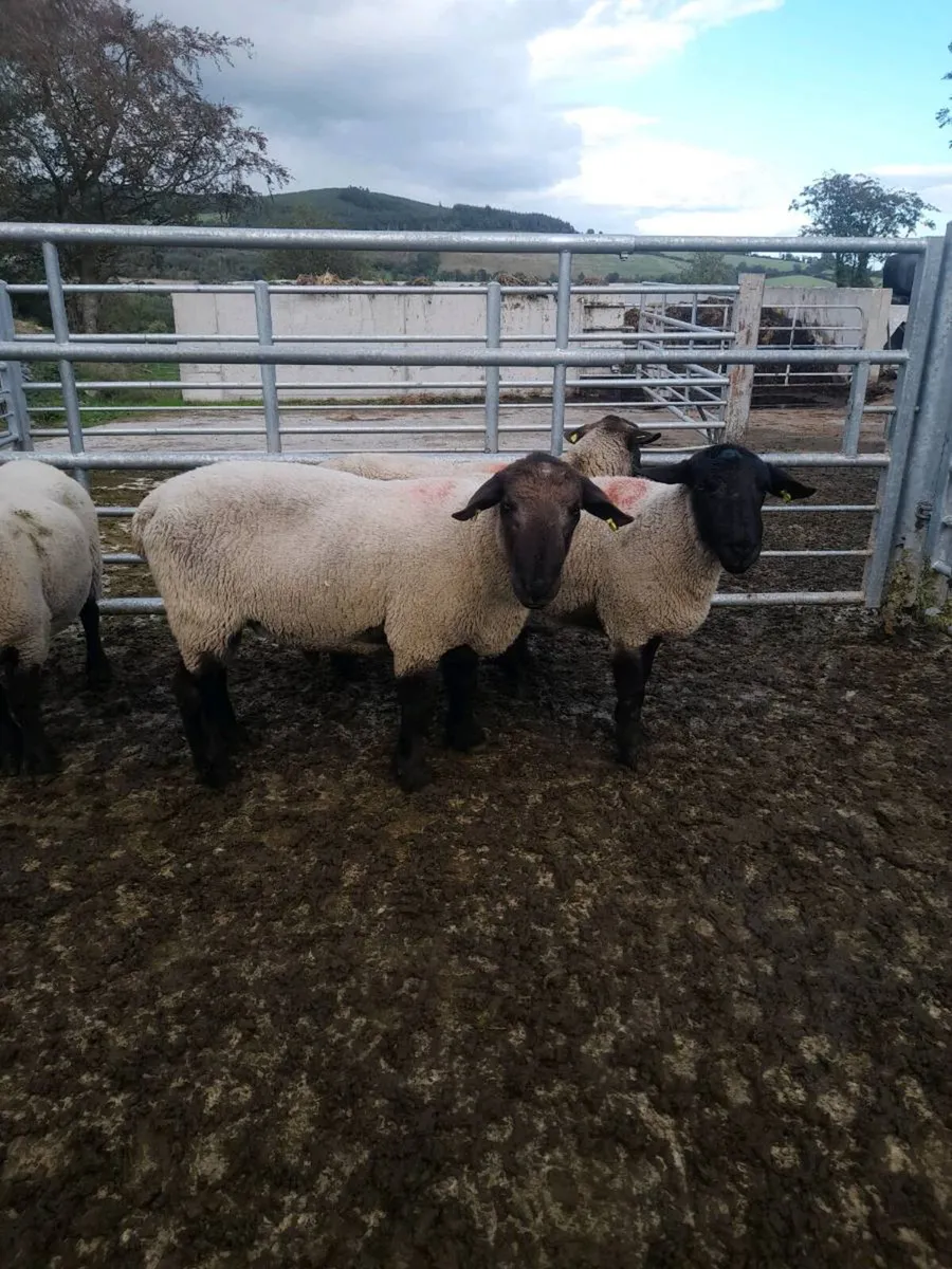 Suffolk rams - Image 1
