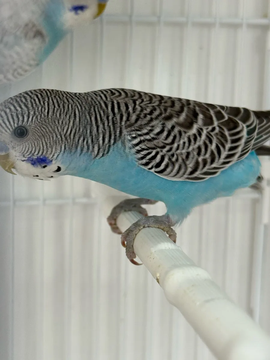 Budgies - Image 1