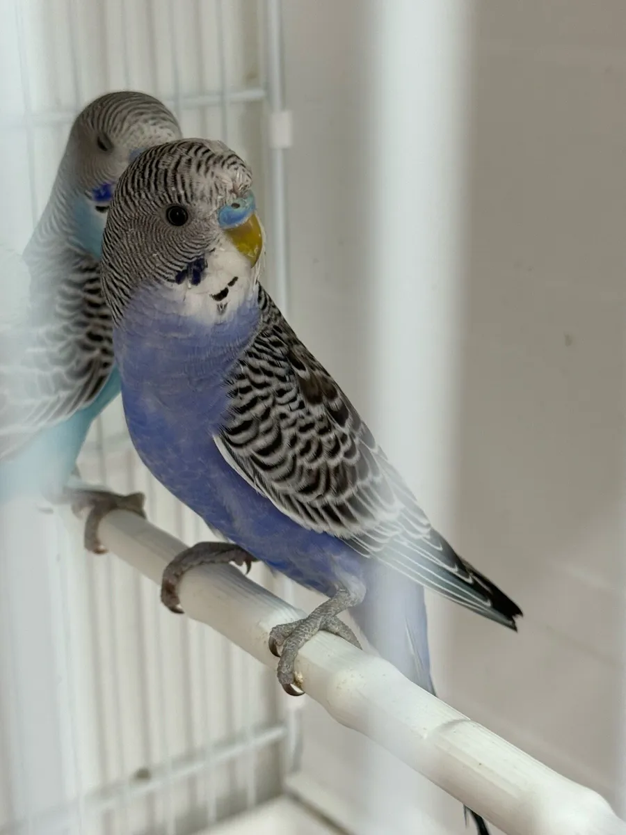 Budgies - Image 2