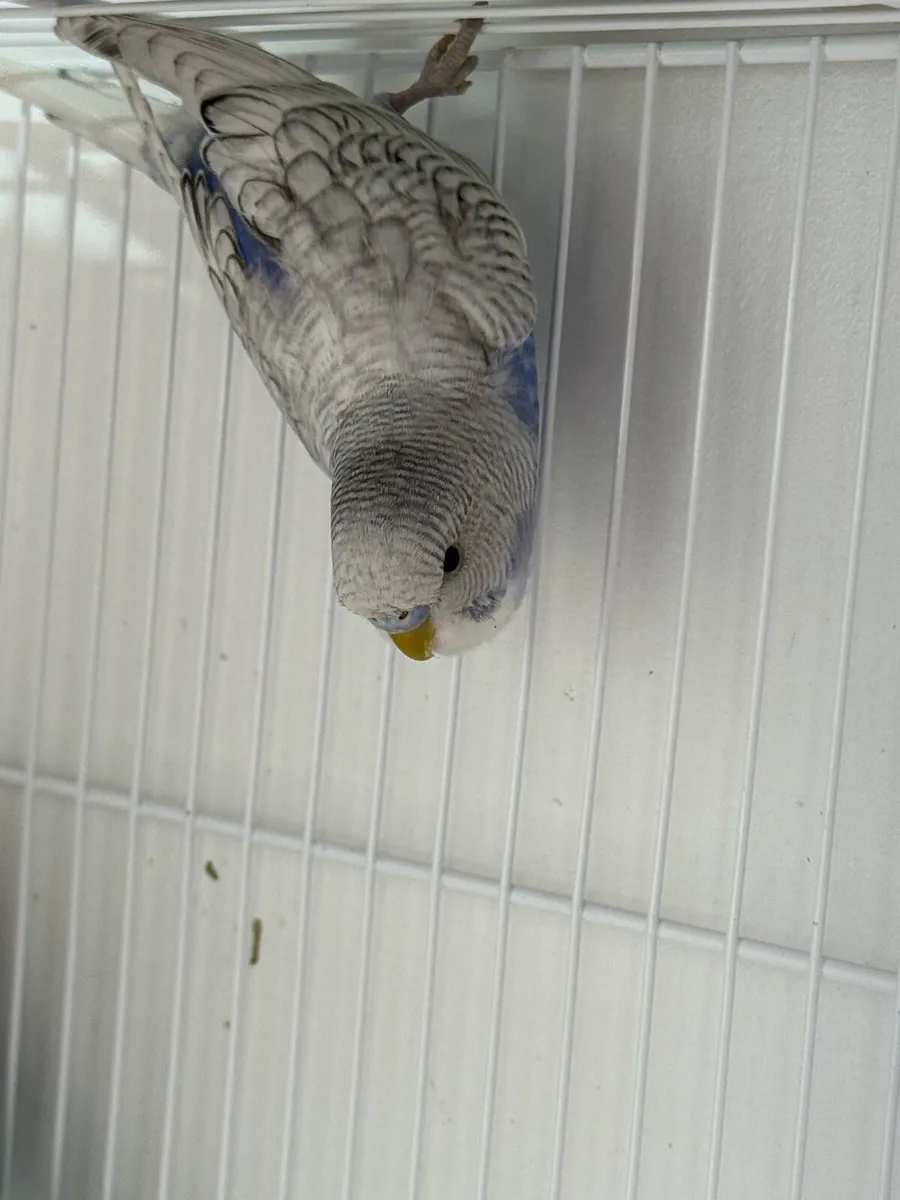 Budgies - Image 3
