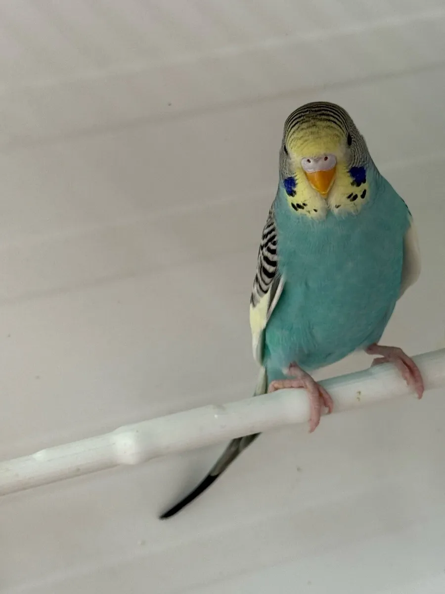 Budgies - Image 4