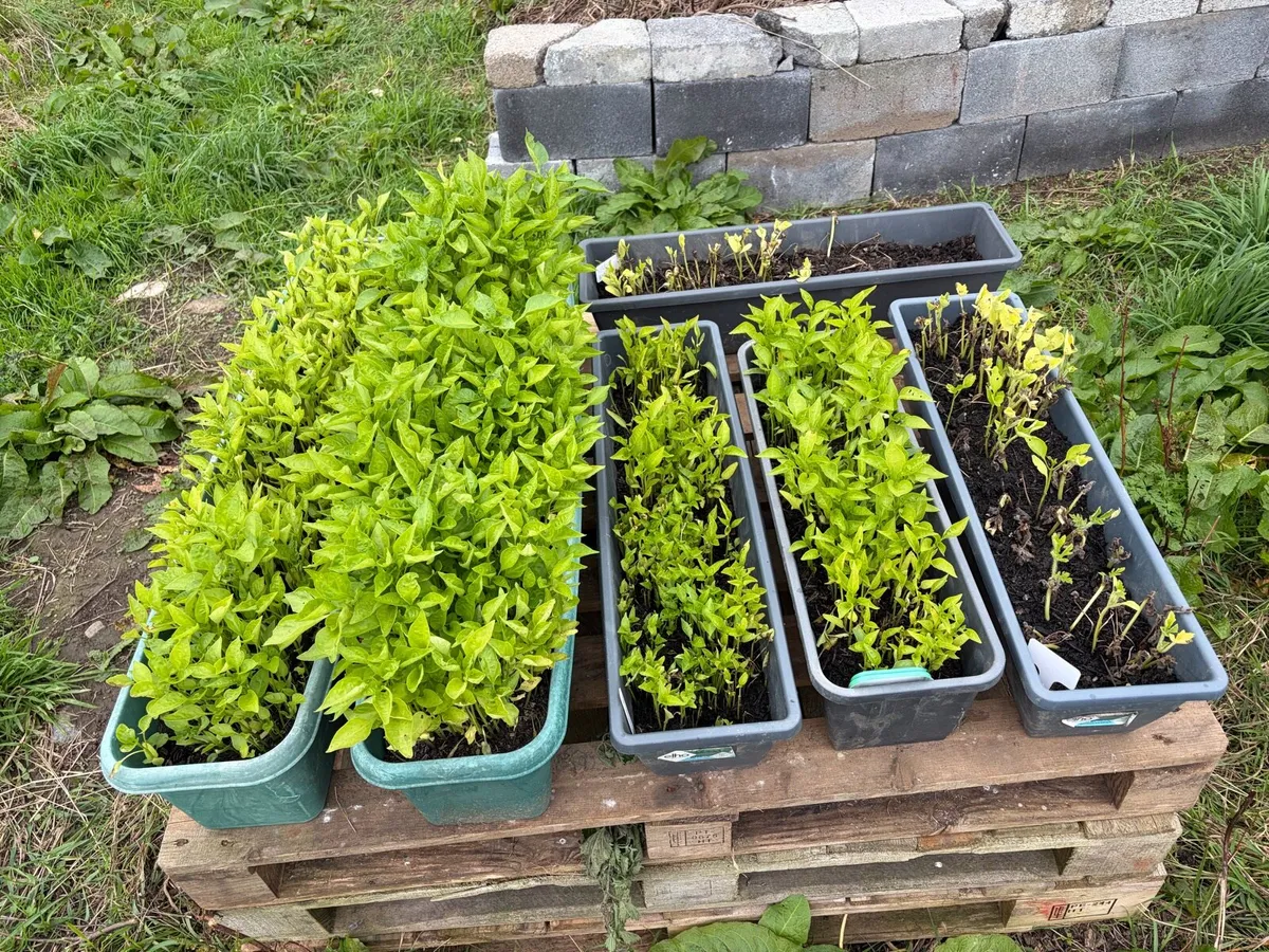 pepper plants €10 per pot - Image 1