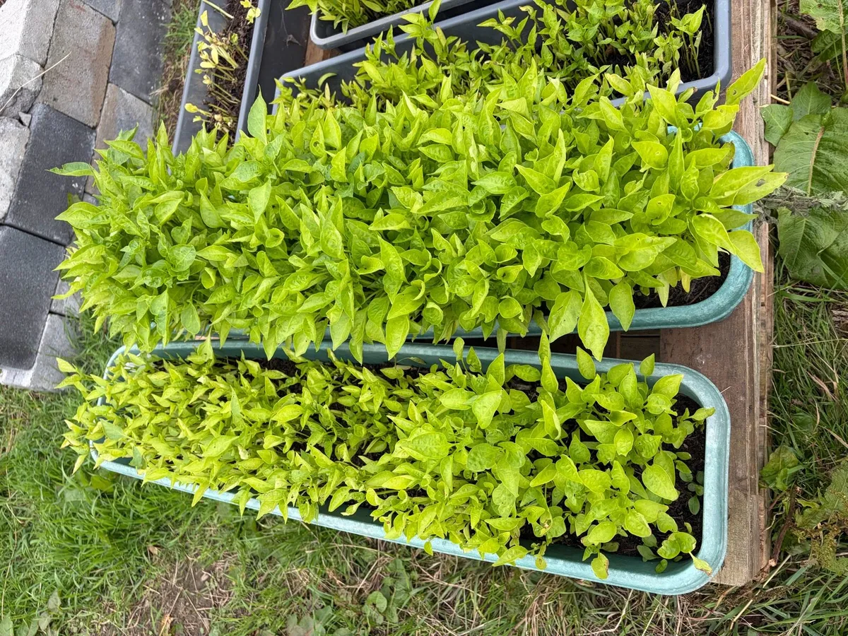 pepper plants €10 per pot - Image 2