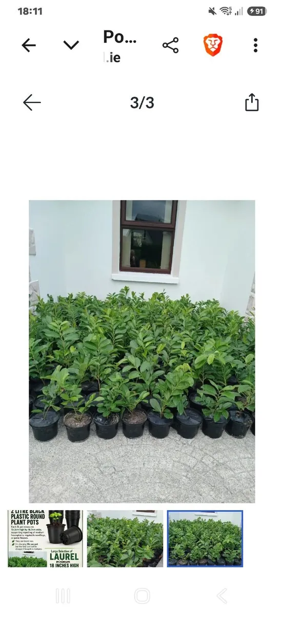 LAURELS   FOR  SALE - Image 1
