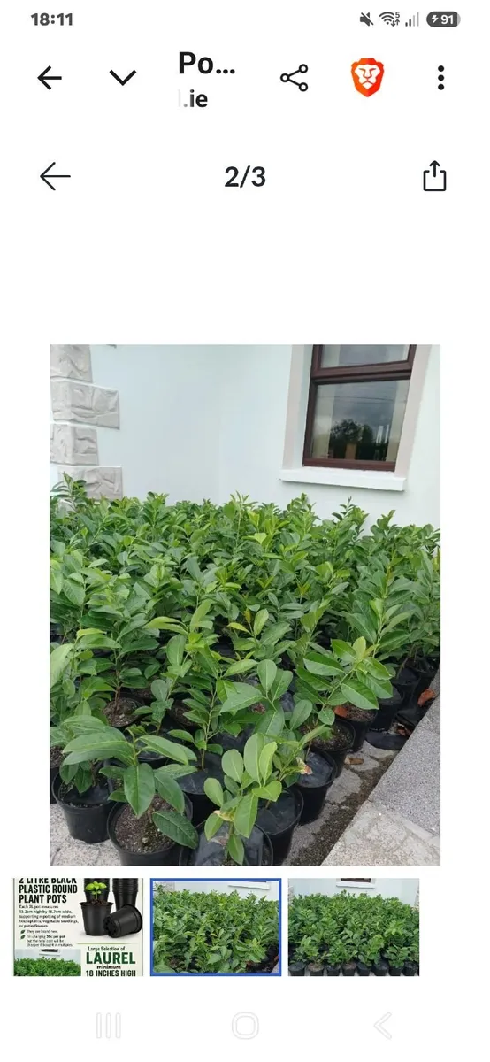 LAURELS   FOR  SALE - Image 2