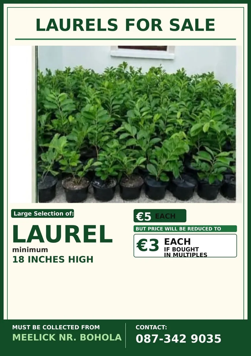 LAURELS   FOR  SALE - Image 3