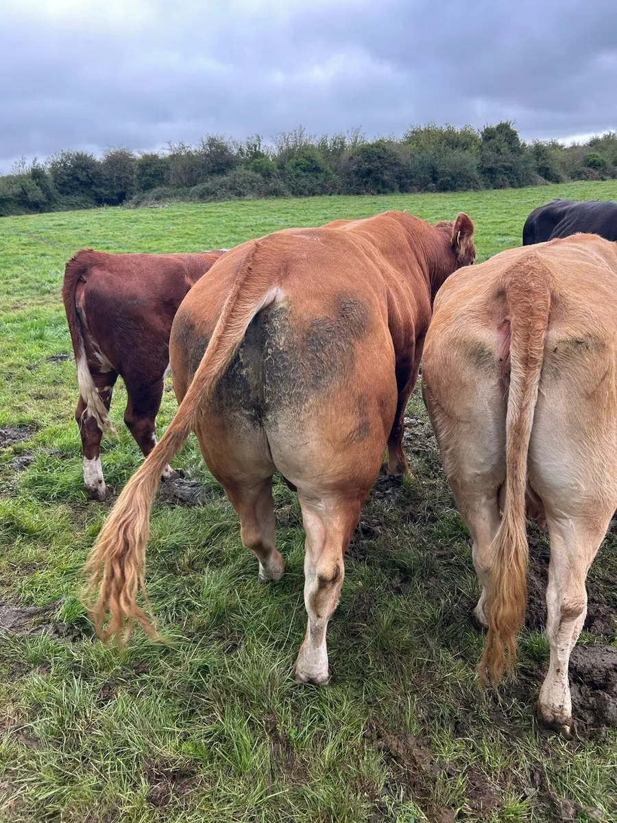 5* LM Bull - Image 2