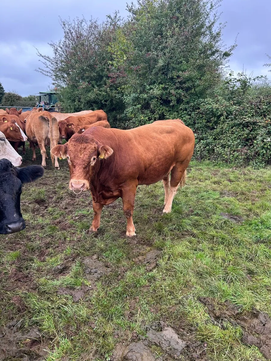 5* LM Bull - Image 3