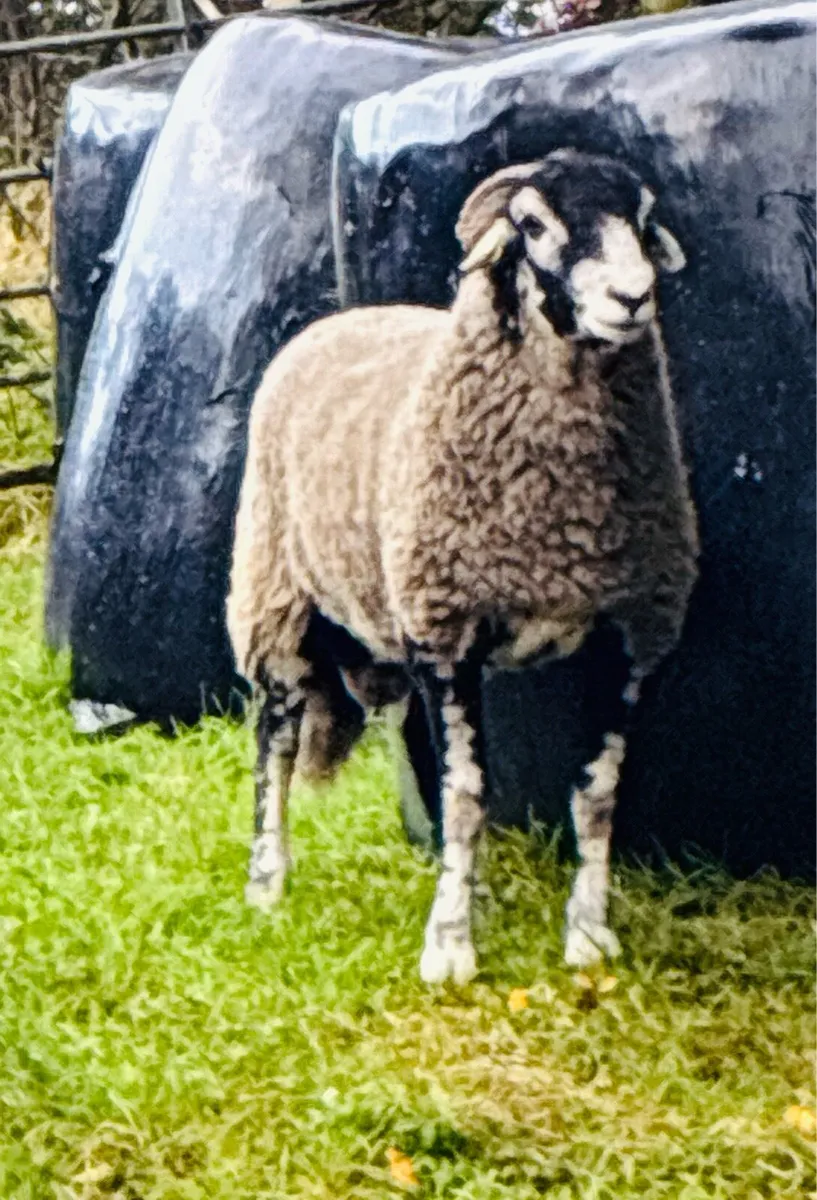 Swaledale - Image 2
