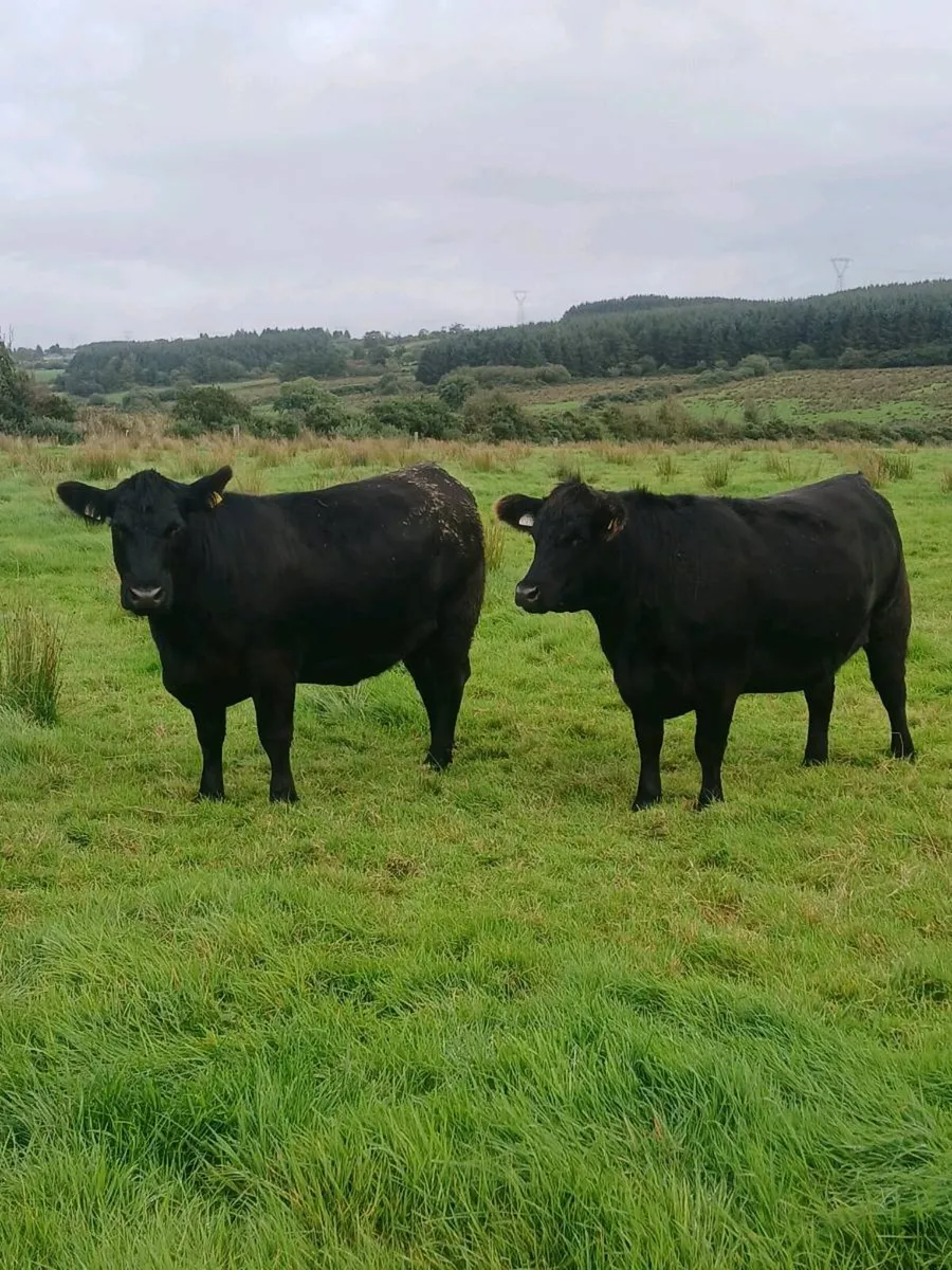 Aberdeen Angus - Image 2