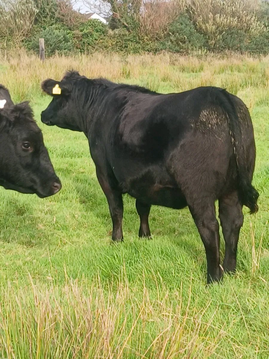 Aberdeen Angus - Image 1