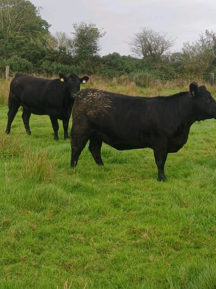 Aberdeen Angus - Image 3