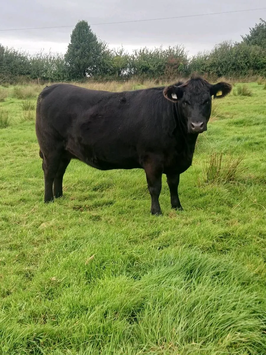 Aberdeen Angus - Image 4