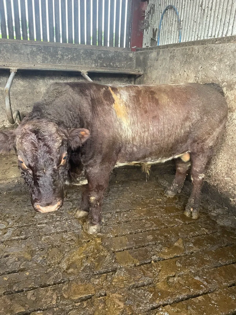 Pb Shorthorn Bull (very quiet) - Image 1