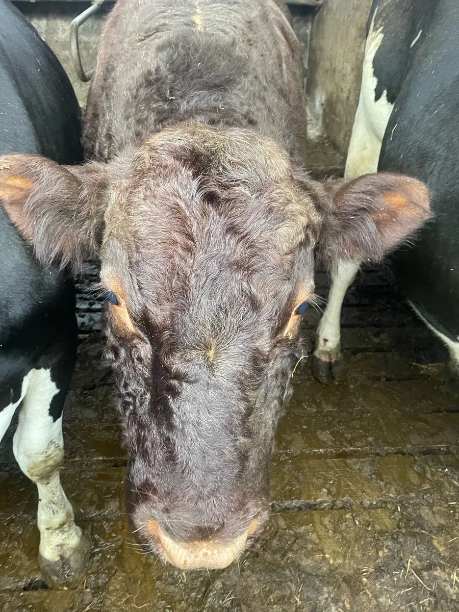 Pb Shorthorn Bull (very quiet) - Image 4