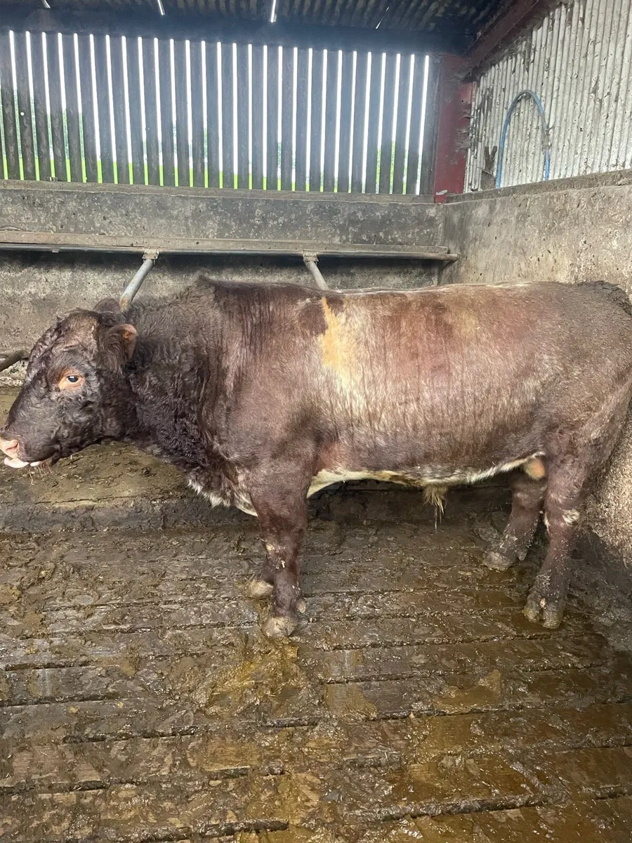 Pb Shorthorn Bull (very quiet) - Image 2
