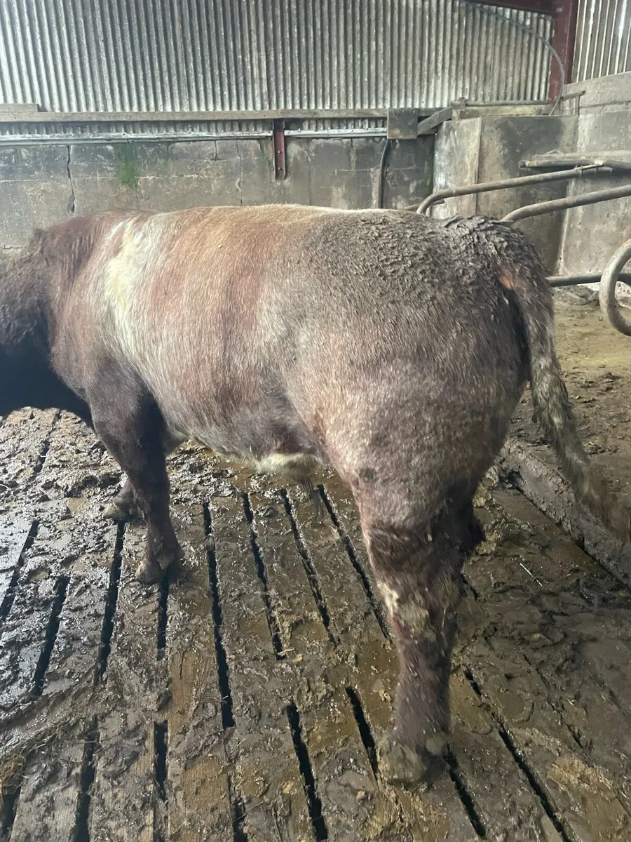 Pb Shorthorn Bull (very quiet) - Image 3