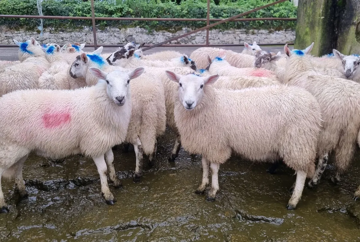 Cheviots cross ewe lambs - Image 1