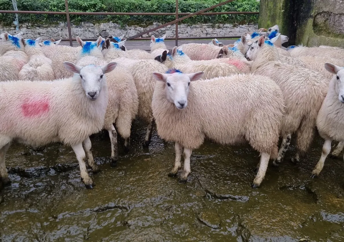 Cheviots cross ewe lambs - Image 2