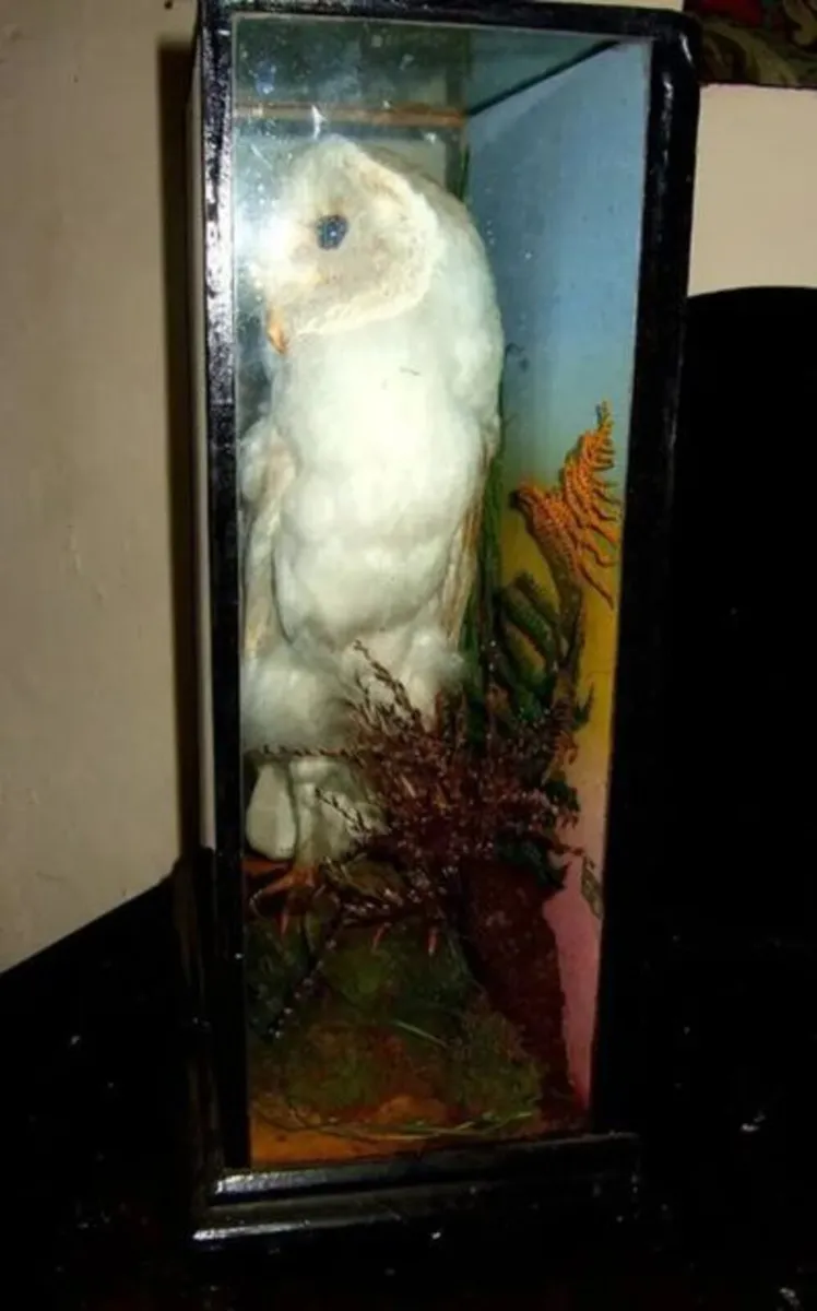 Rare Taxidermy Owl by Rohu & Sons Cork - Image 2
