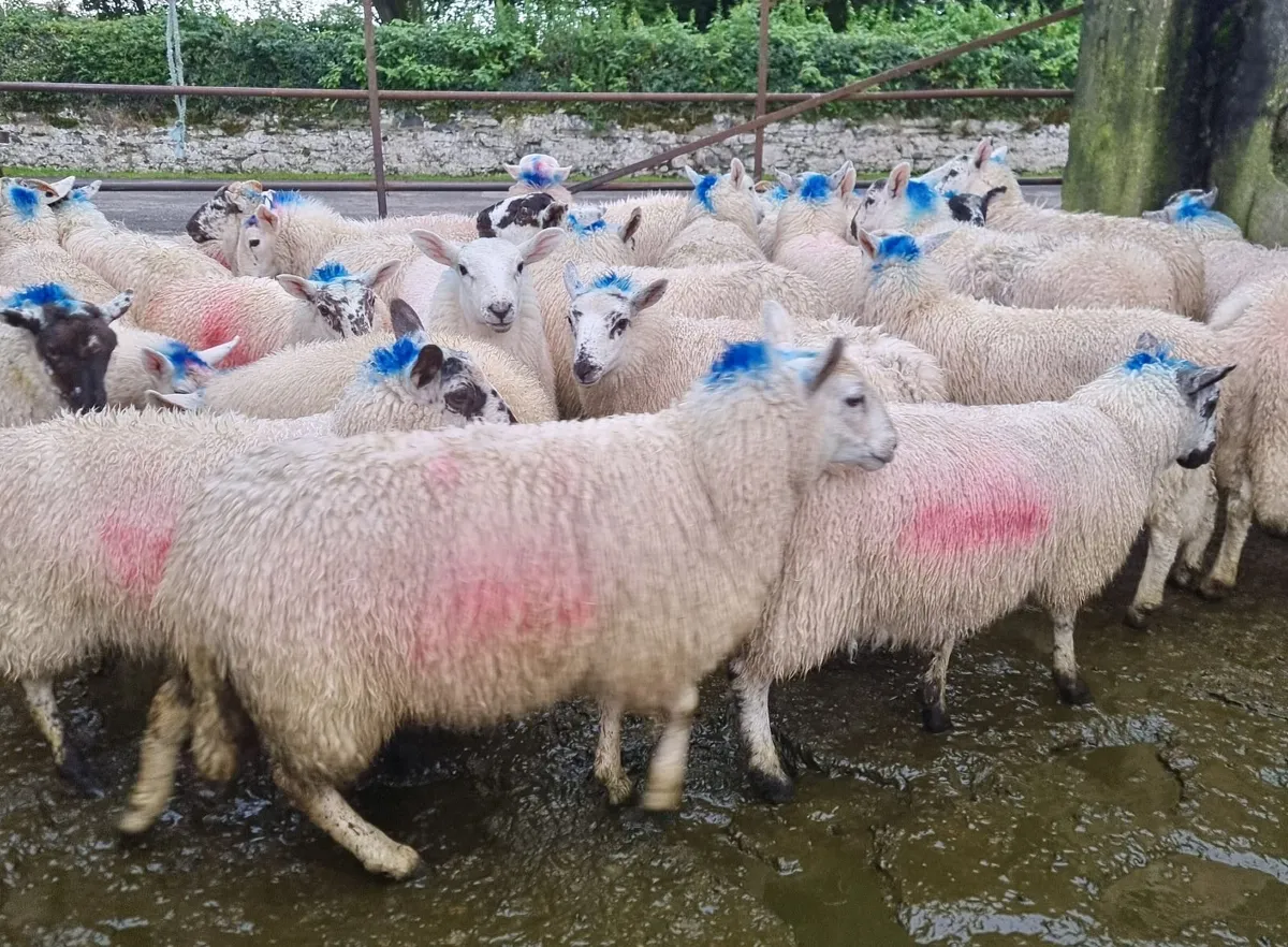 Cheviots cross ewe lambs - Image 3