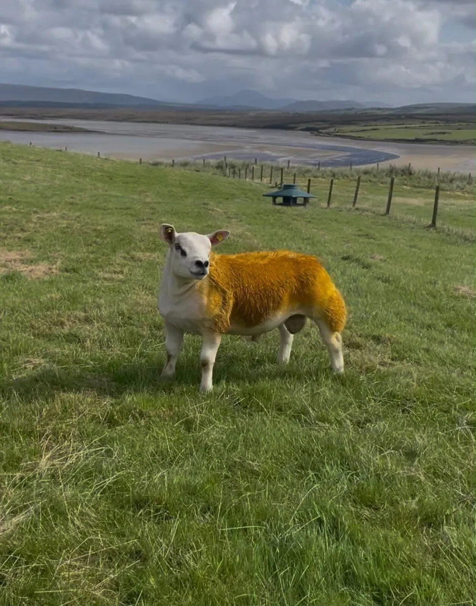 Pb ram lambs - Image 4