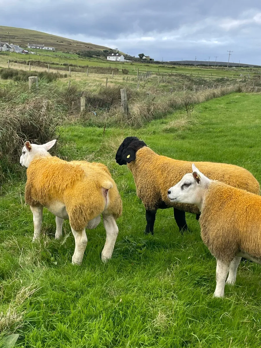Pb ram lambs - Image 1