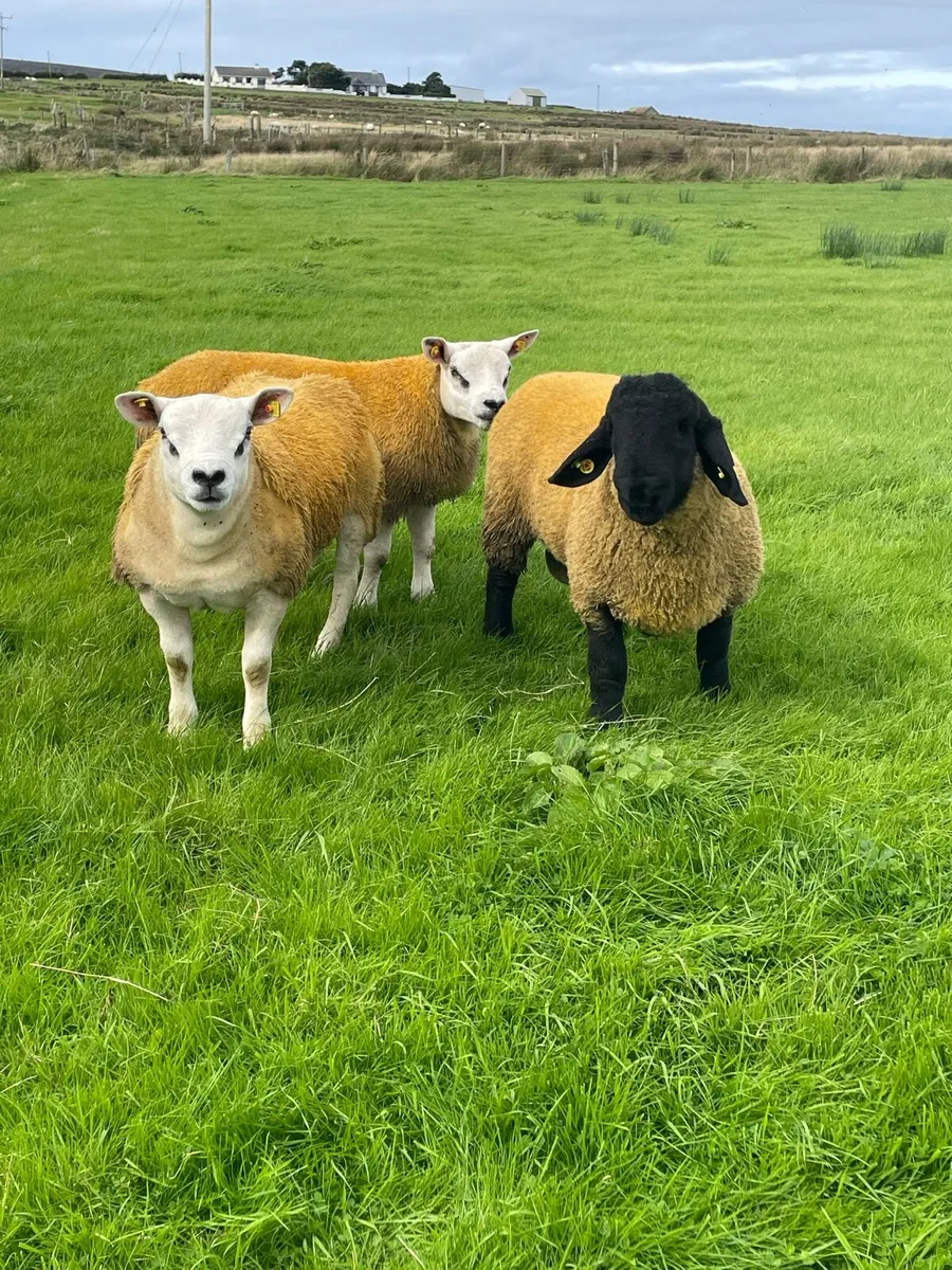 Pb ram lambs - Image 2
