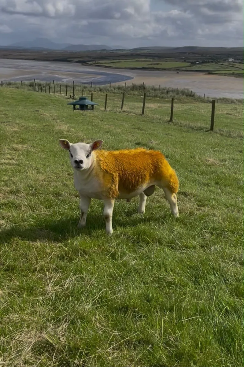 Pb ram lambs - Image 3