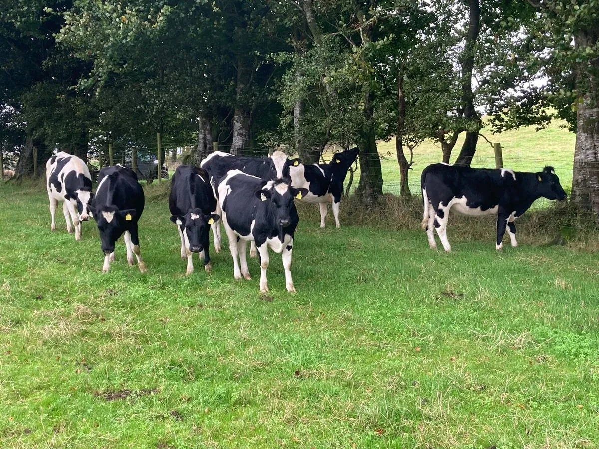 Maiden Friesian Heifers - Image 2
