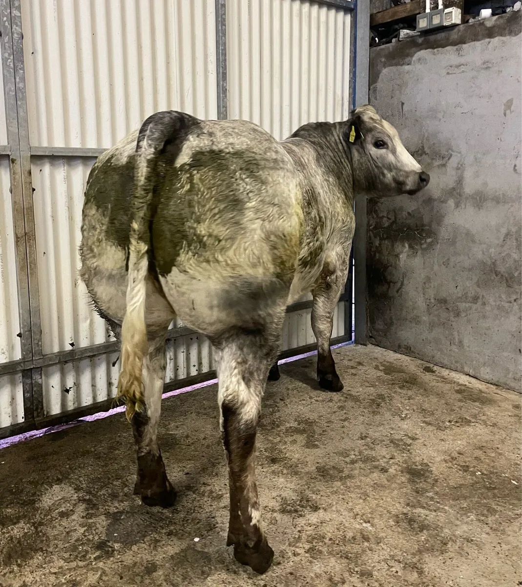 Balla mart breeder - Image 1