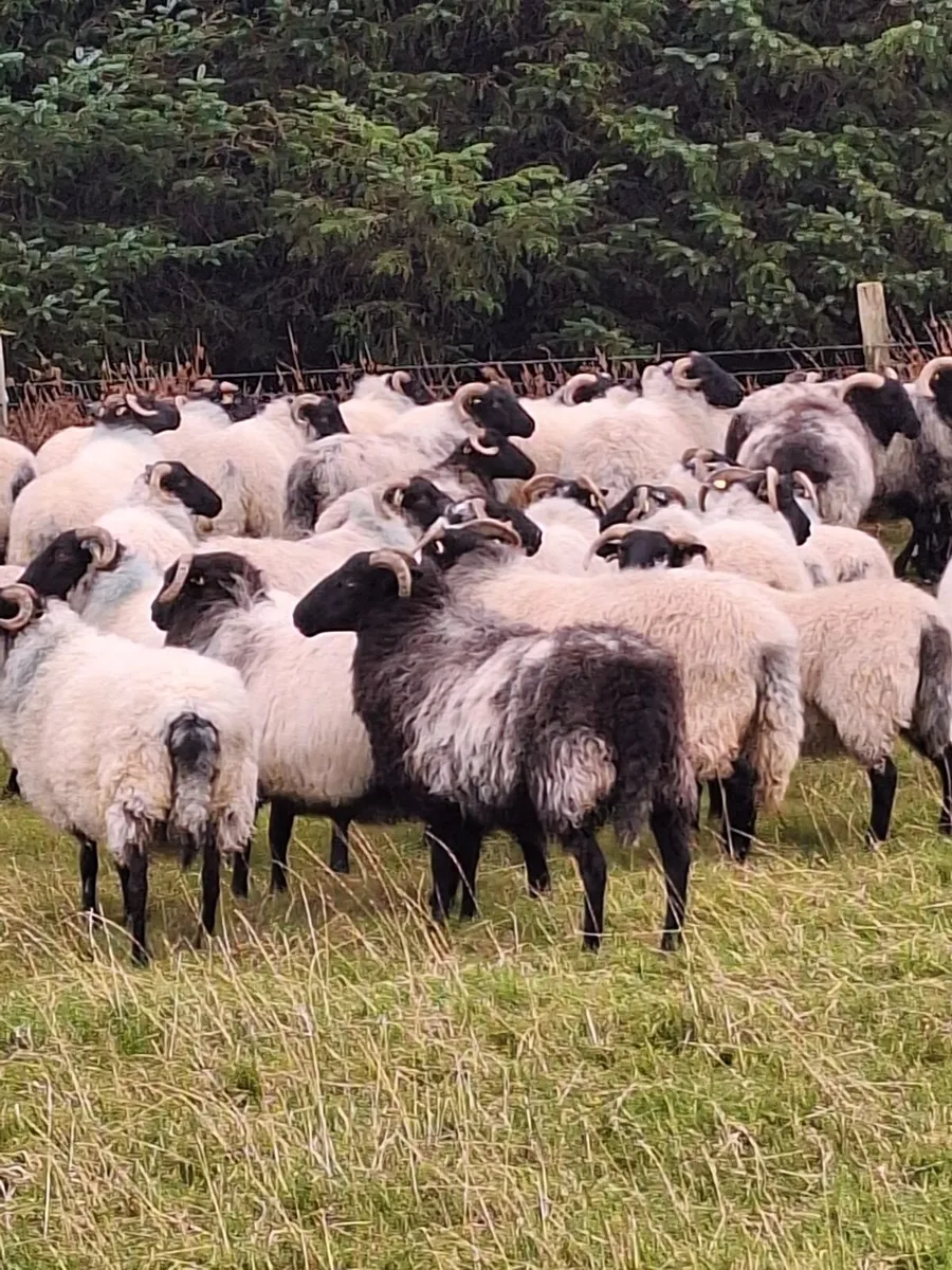Organic Mayo Hoggets - Image 3
