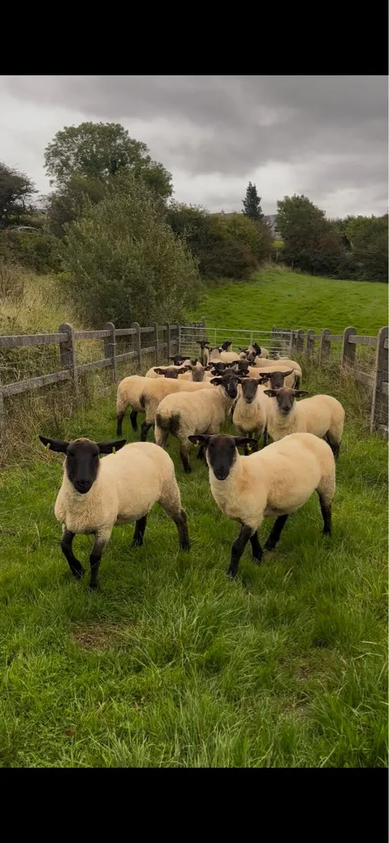 21 Suffolk cross hoggetts - Image 1