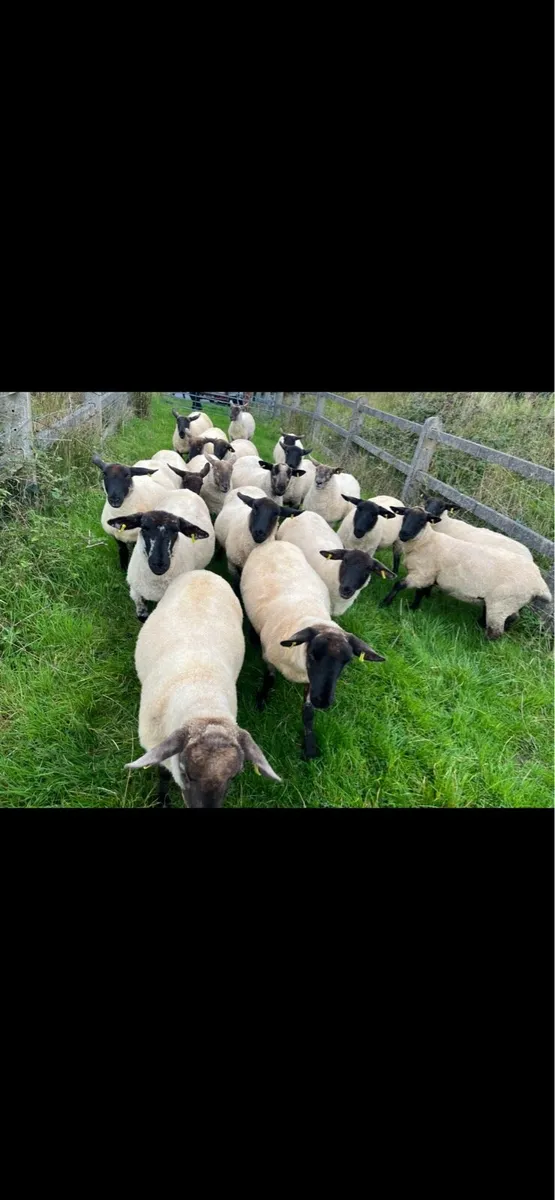 21 Suffolk cross hoggetts - Image 2