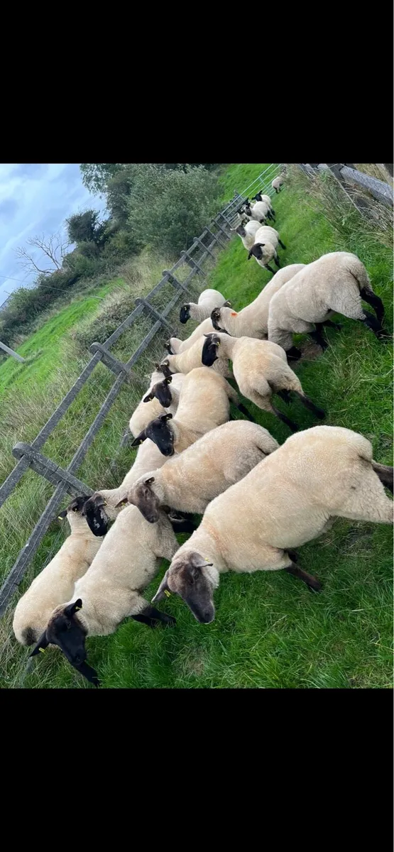 21 Suffolk cross hoggetts - Image 3
