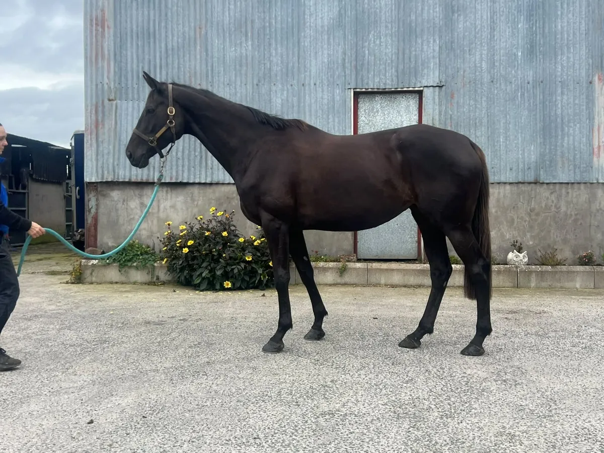 5yr old Mare Great Event Prospect - Image 2