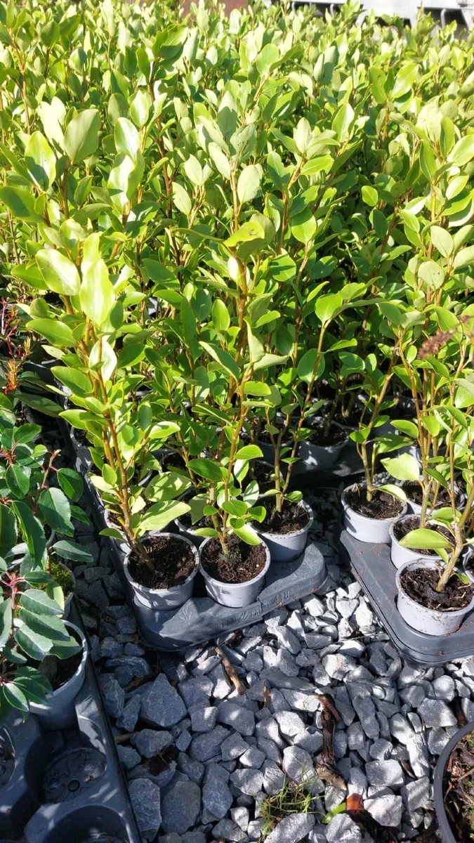 Griselinia Hedging - Image 2