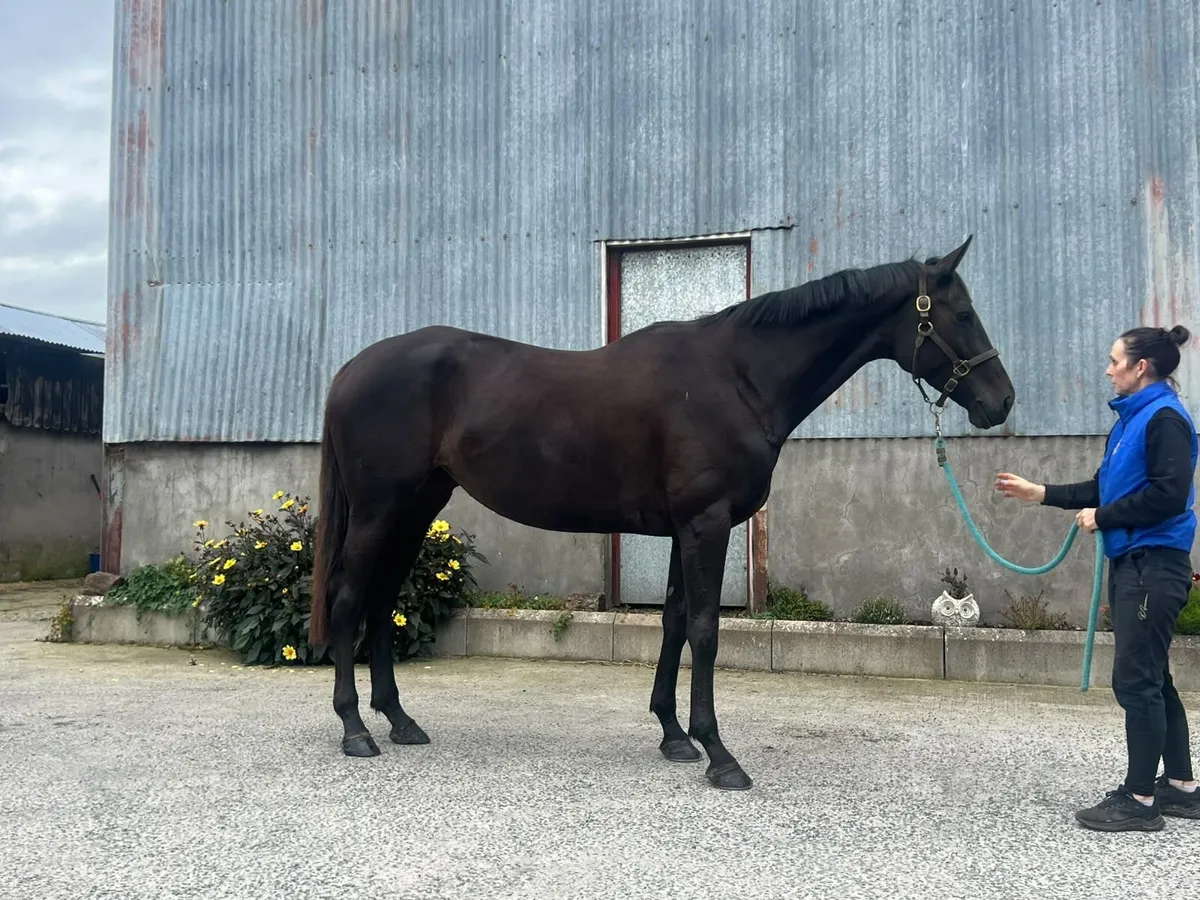 5yr old Mare Great Event Prospect - Image 3