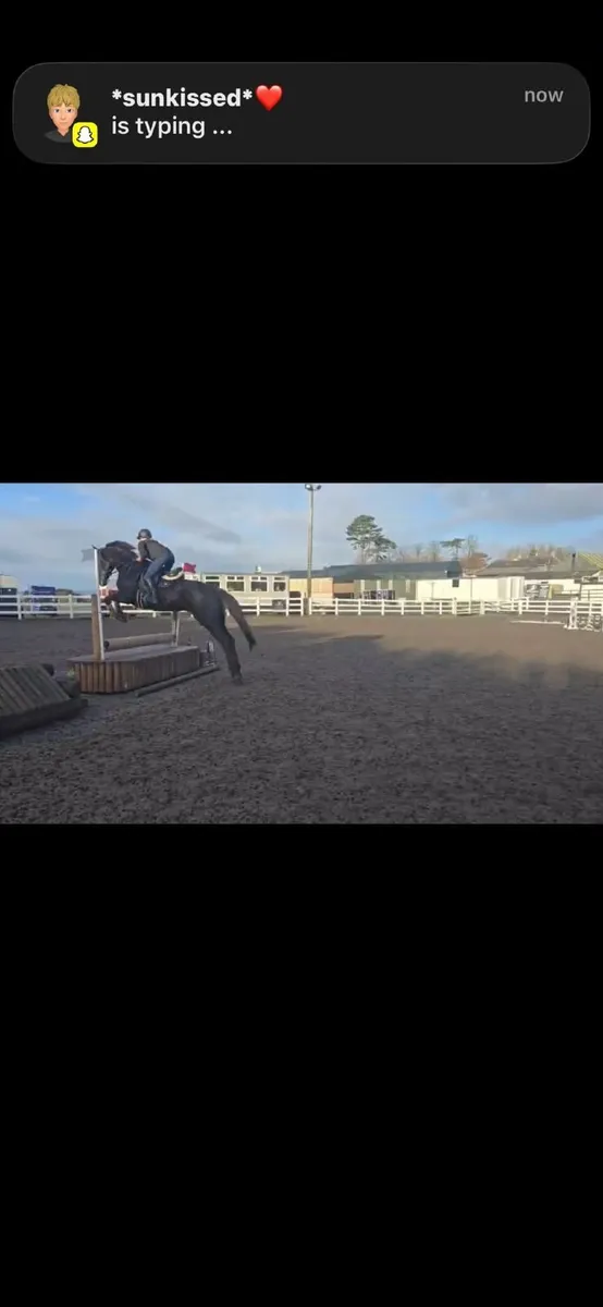 5yr old Mare Great Event Prospect - Image 4