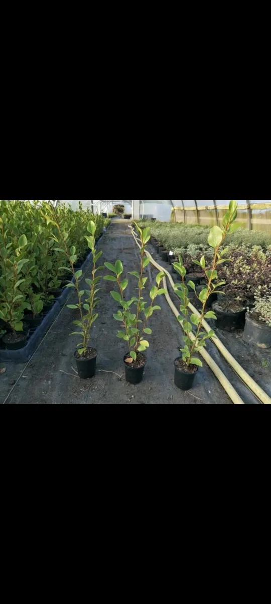 Griselinia Hedging - Image 3
