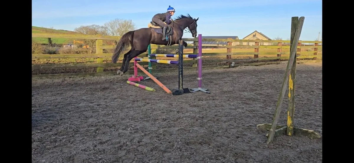 5yr old Mare Great Event Prospect - Image 1