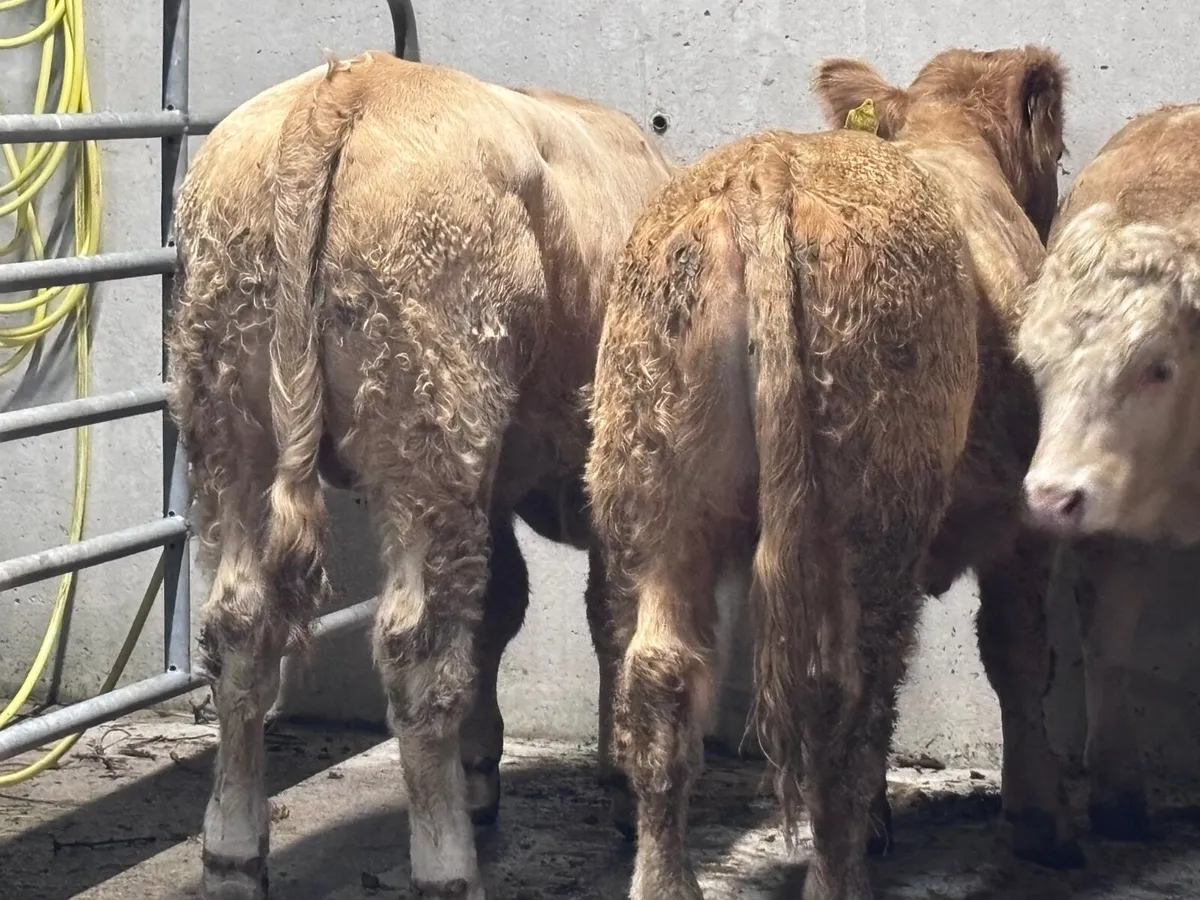 7 smashing Charlaois bull Weanlings for sale - Image 2