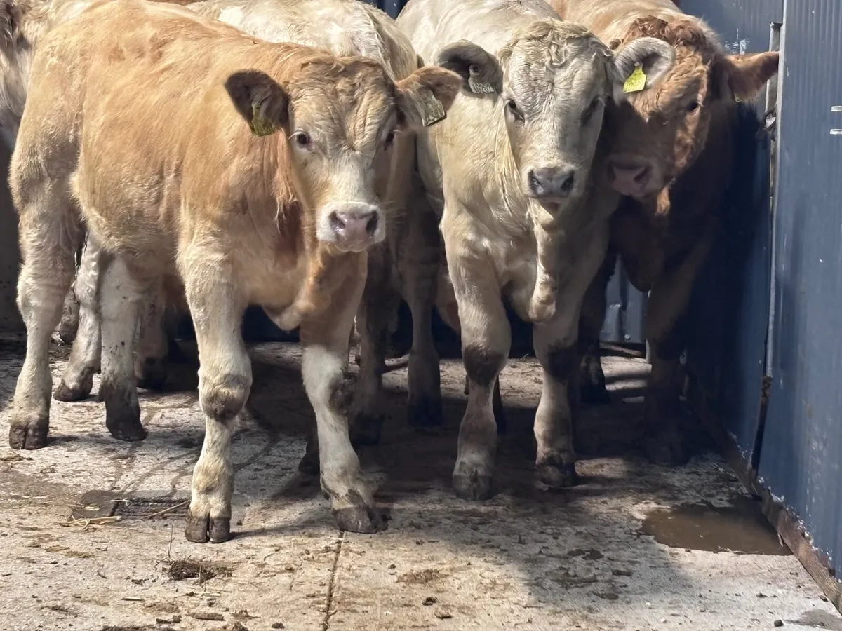7 smashing Charlaois bull Weanlings for sale - Image 1